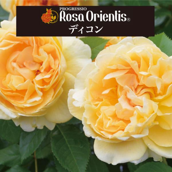 切花バラ開花大苗 送料無料 ディコン 6号鉢 春開花株 鉢植え バラ 薔薇 ロサ オリエン