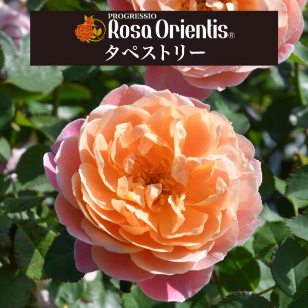 レア薔薇開花株 送料無料 タペストリー 6号鉢 秋開花株 鉢植え バラ 薔薇 ロサ