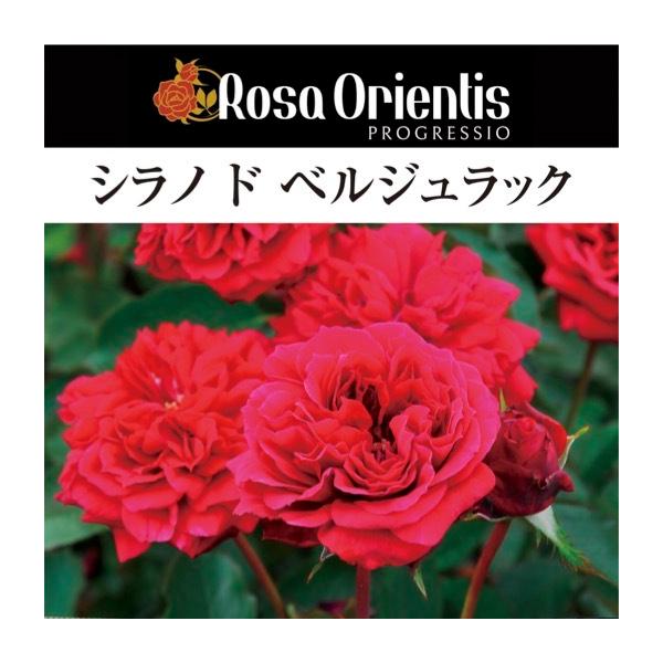 薔薇 送料無料 シラノ ド ベルジュラック 6号鉢 春開花株 鉢植え バラ 薔薇