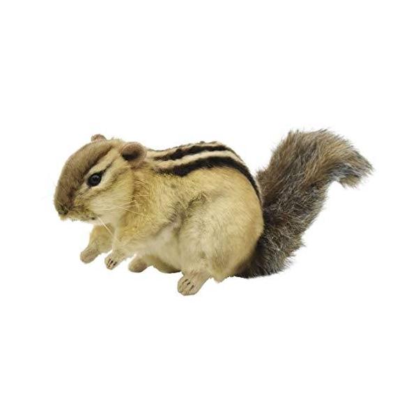 Bh7843 Hansa ハンサ シマリス２５ リアル 動物 ぬいぐるみ S Sallow 通販 Yahoo ショッピング
