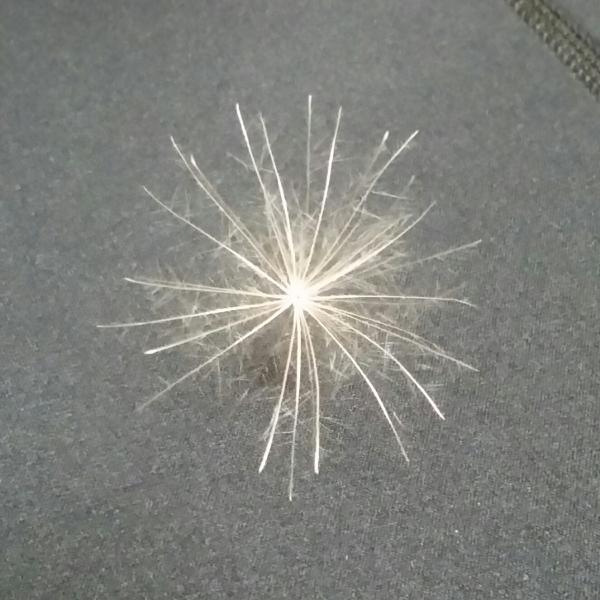 幸せを呼び込むかもしれないケセランパサラン ◇幸せを呼ぶケサランパサラン【ケセランパサラン】 : salvation