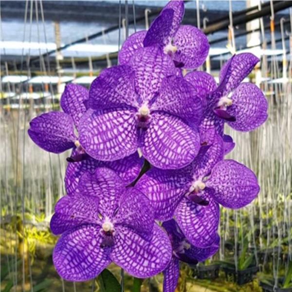 安い洋蘭 バンダの通販商品を比較 ショッピング情報のオークファン