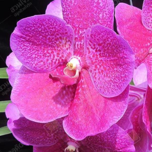 洋ラン 苗 バンダ パット デライト（Vanda Pat Delight