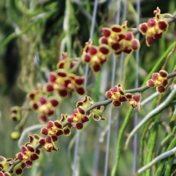 san-orchids-hanajima_soh-va-24