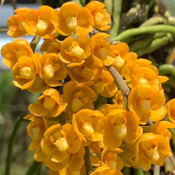 san-orchids-hanajima_soh-va-25