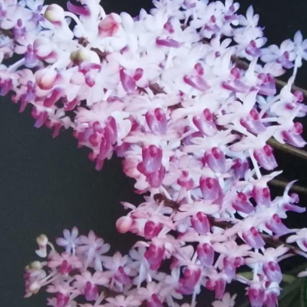 san-orchids-hanajima_soh-va-28