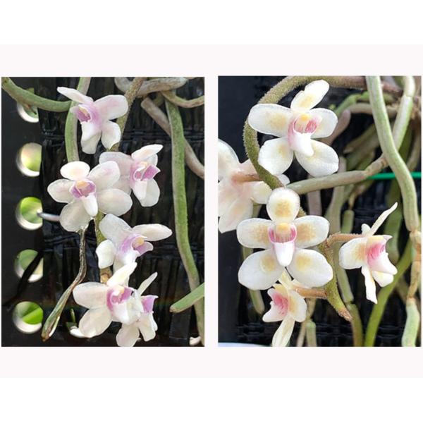 洋ラン 苗 キロスキスタ シャニカ(Chiloschista shanica) : サンサン