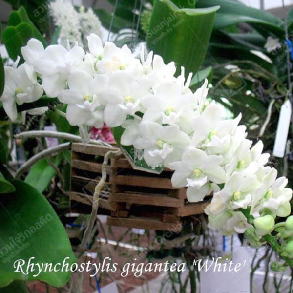 san-orchids-hanajima_soh-va-37
