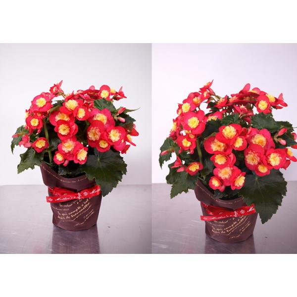 母の日 リーガスベコニア ヴァレンティーノピンク 人気品種 鉢花 室内で育てやすい 鉢植え Buyee Buyee Japanese Proxy Service Buy From Japan Bot Online