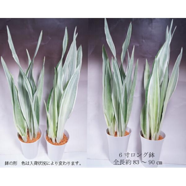 マノリン サンスベリア鉢 超貴重品 超希少種サンスベリア グイネンシス マノリン 観葉植物 インテリア Buyee Buyee Japanese Proxy Service Buy From Japan Bot Online