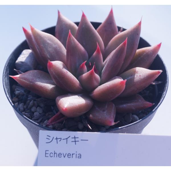 多肉植物 花芽付き 中型*3 𖧧ʾʾ #オレンジモンローx霜花 ⁡ どんどん可愛くなってきてくれてます