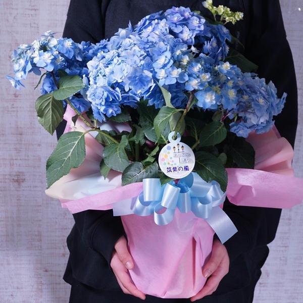 母の日 アジサイ 筑紫の風 鉢花（福岡県生産者のみ作ることができる