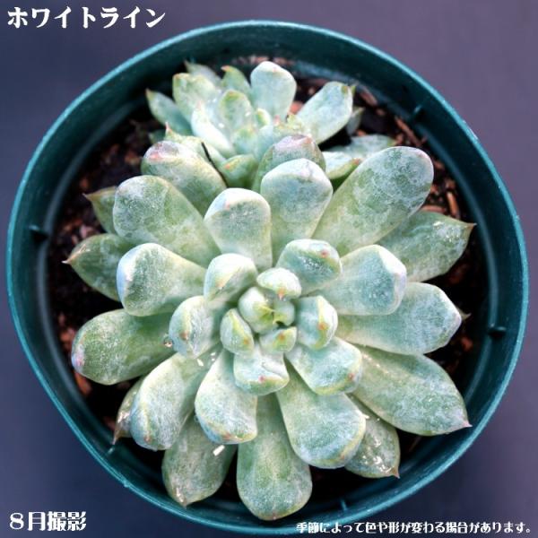 観葉植物 セット 多肉植物」の人気商品一覧 | 安い商品を通販サイト