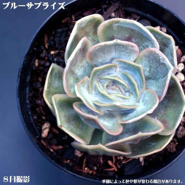 多肉植物 ブルーサプライズ インテリア ミニグリーン観葉 7 5cmポット10個セットと同時ご購入でお得送料無料 Buyee Servicio De Proxy Japones Buyee Compra En Japon