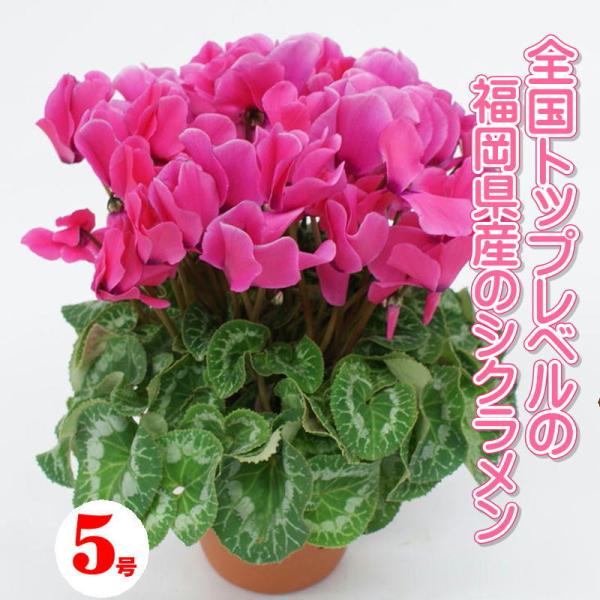 yVNzYn VN 5 SgbvNX̃VNb܎Yn  t܂ō炫 ʔ Ε Mtg v[g