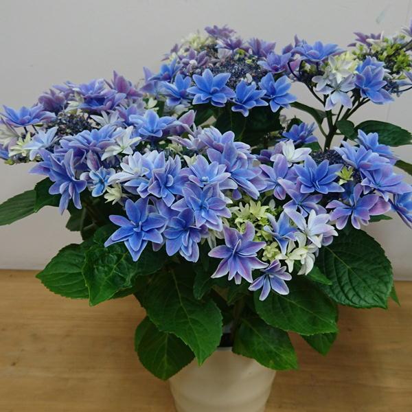 福岡紫陽花　2種2鉢　秋色紫陽花 B アジサイ 5寸2鉢 ごきげんよう 秋色 紫陽花 - メルカリ