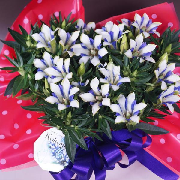 生花 リンドウ 鉢植えの人気商品 通販 価格比較 価格 Com