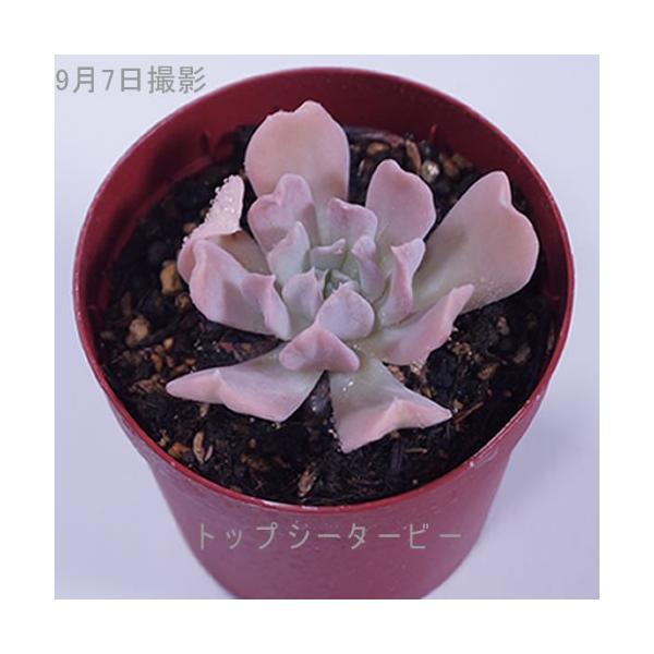 多肉植物 トップシータービー : 花とグリーンギフト三本松フラワー