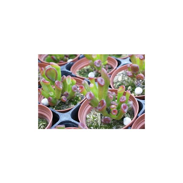 多肉植物 ゴーラム Buyee Buyee Japanese Proxy Service Buy From Japan Bot Online