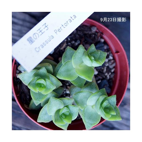 多肉植物 星の王子 Buyee Buyee Japanese Proxy Service Buy From Japan Bot Online