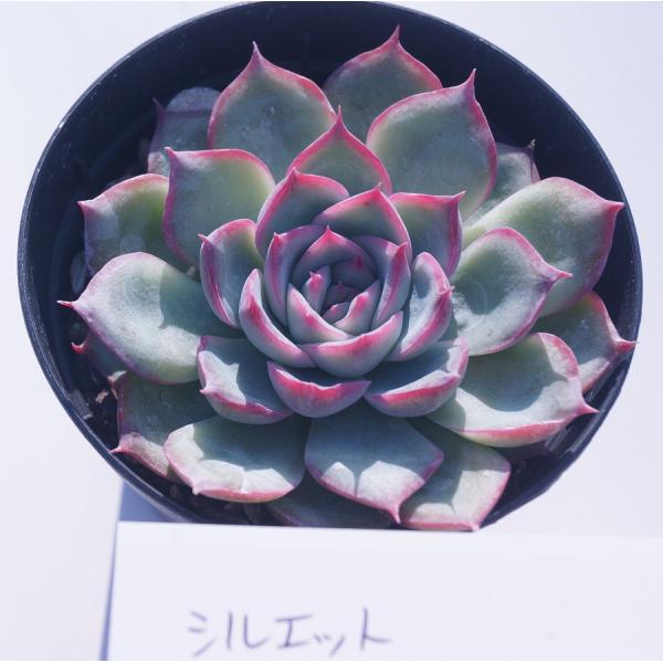 多肉植物 火祭り Buyee Buyee Japanese Proxy Service Buy From Japan Bot Online