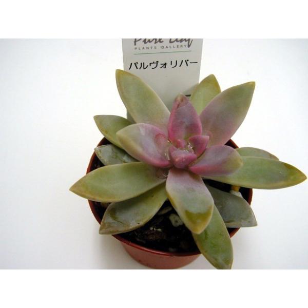 多肉植物 パルヴォリバー 花とグリーンギフト三本松フラワー 通販 Yahoo ショッピング