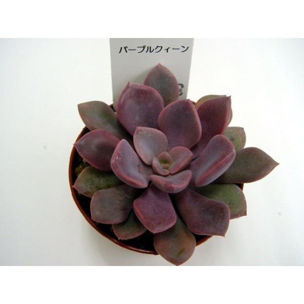 sanbonyah_781695
