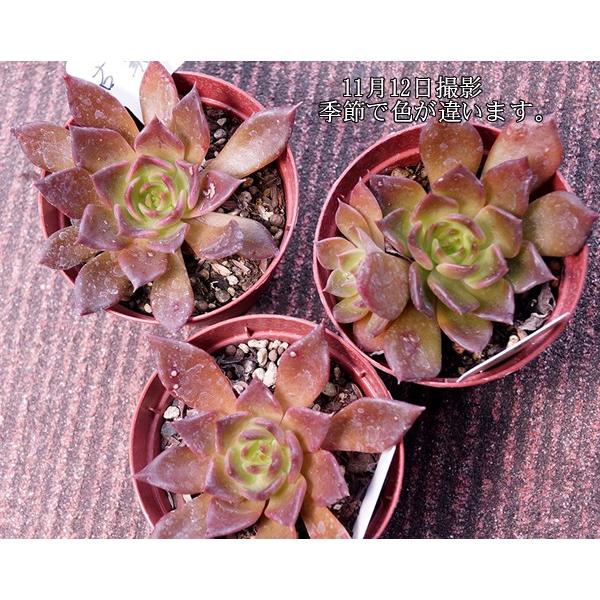 多肉植物 古紫 こむらさき Buyee Buyee Japanese Proxy Service Buy From Japan Bot Online