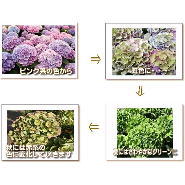 母の日 アジサイ シーアン 西安 虹色アジサイ 秋色 西安 シーアン 秋まで長く楽しめる秋色 虹色 アジサイ Buyee Buyee Japanese Proxy Service Buy From Japan Bot Online