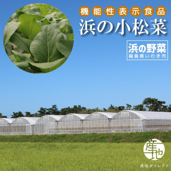 商品名: 【機能性表示食品】浜の小松菜 200g入り×3袋 福島県いわき市「浜の野菜」商品詳細名称：浜の小松菜容量：200g×3袋原材料：小松菜（福島県産）生産者：浜の野菜（株）保存方法：冷蔵保存を推奨栄養成分表示150g当たり：エネルギー...