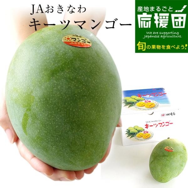 沖縄県より産地直送 JAおきなわ キーツマンゴー 約800g 化粧箱 まんごー 送料無料