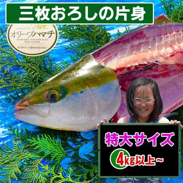 TCÝmАgn쌧ỸI[un}`4,5kgȏ̑啨mO낵n