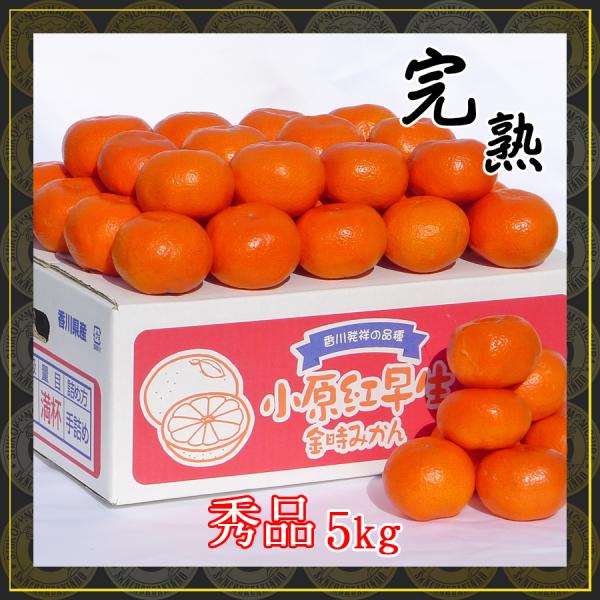 香川県産 /秀品/小原紅早生みかん【5kg×1箱】金時みかん/紅みかん
