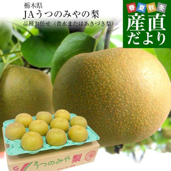 栃木県より産地直送 JAうつのみやの梨 大玉限定 品種おまかせ（豊水またはあきづき） 4Lサイズ以上 秀品 約5キロ (7玉から12玉) 送料無料