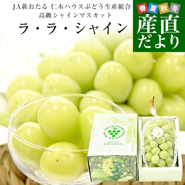 北海道JA新おたるより産地直送します。商品名：シャインマスカット「ラ・ラ・シャイン」原産地：北海道内容量：1房(700g以上)高糖度選別品！北海道で生まれた冬の極上シャインマスカット「ラ・ラ・シャイン」が登場です。弾けるような食感と肉厚な果...