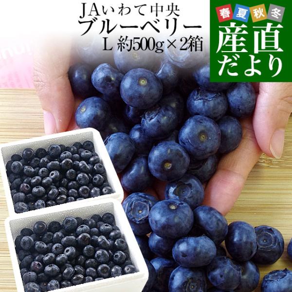 岩手県より産地直送 JAいわて中央 ブルーベリー Lサイズ 約500g×2箱 送料無料 ぶるーべりー ※クール便