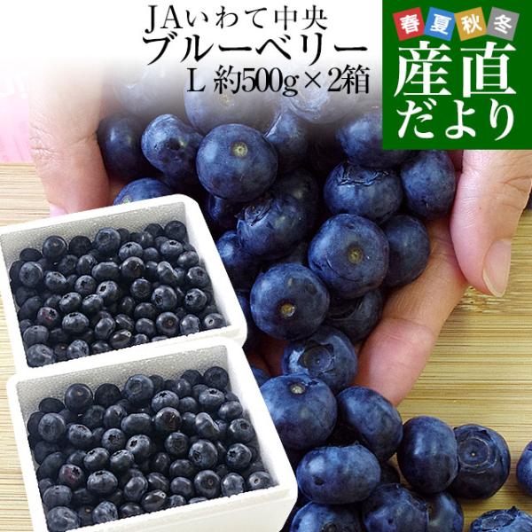 岩手県より産地直送 JAいわて中央 ブルーベリー 大粒 2Lサイズ 500g×2箱 送料無料 ぶるーべりー ※クール便 爆買