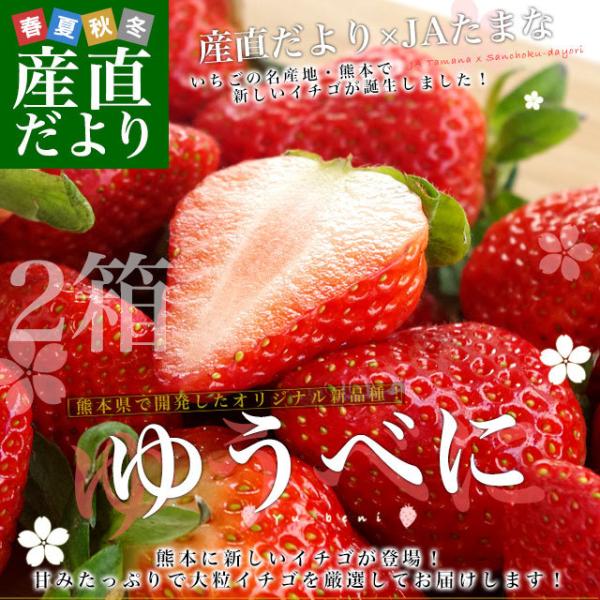 熊本県より産地直送 Jaたまな 新品種のいちご ゆうべに 秀品 たっぷり2箱1080g 合計24粒から40粒 540g 2箱 送料無料 ユウベニ 玉名 農協苺 イチゴ クール便 2p 産直だより 通販 Yahoo ショッピング