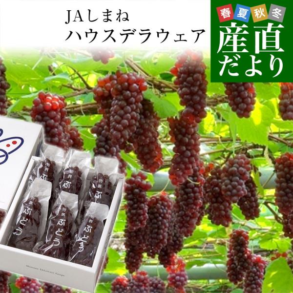 島根県より産地直送 JAしまね ハウスデラウェア 赤秀 Lから2Lサイズ　800g (5房から6房) 化粧箱入り ぶどう 葡萄 ブドウ 送料無料