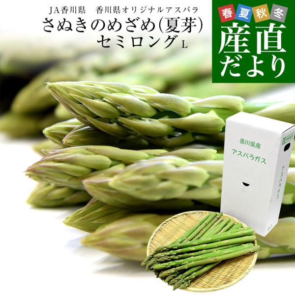 香川県より産地直送 JA香川県アスパラ さぬきのめざめ 夏芽 セミロング（約30センチ）Lサイズ　1キロ入り 送料無料 丸亀市他 30センチアスパラガス