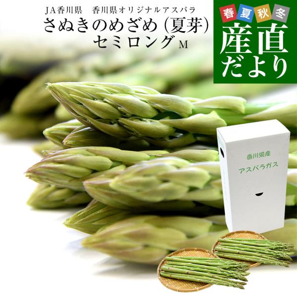 香川県より産地直送 JA香川県アスパラ さぬきのめざめ 夏芽 セミロング（約30センチ）Mサイズ　1キロ入り 送料無料 丸亀市他 30センチアスパラガス