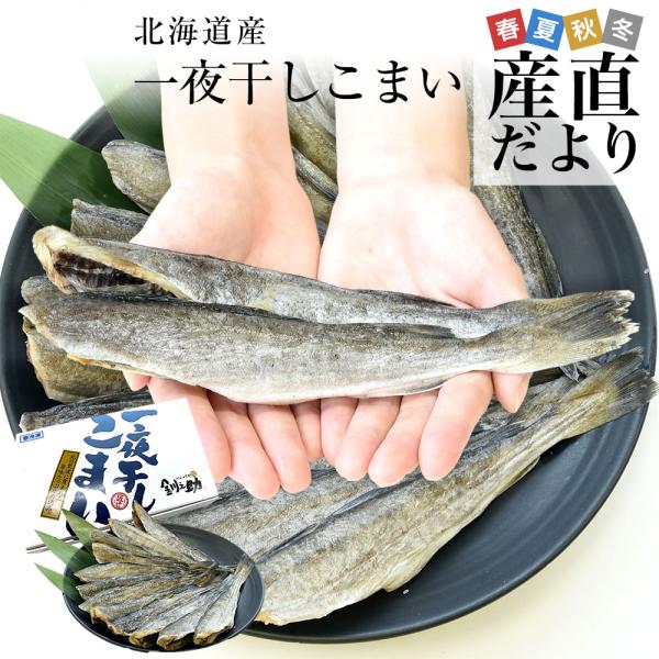 北海道産 一夜干しこまい 2Lサイズ 化粧箱 1箱 約500g（10尾前後） 送料無料 氷下魚 コマイ ※クール冷凍便爆買