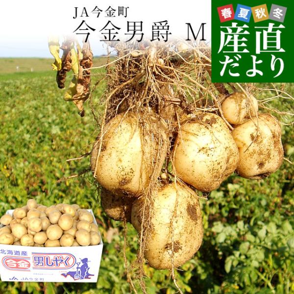 北海道産 JA今金町 じゃがいも 今金男爵 Mサイズ 約10キロ（110