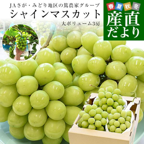 佐賀県より産地直送 JAさが みどり地区 篤農家グループのシャインマスカット 合計約2キロ(3房入り) 送料無料 from九州 ぶどう 葡萄 マスカット