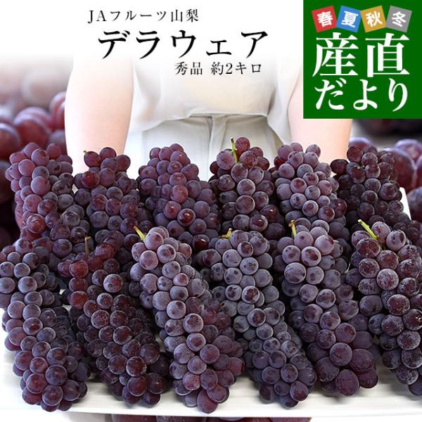 山梨県 JAフルーツ山梨 デラウェア 秀品 約2キロ(12房から13房) 送料無料 ぶどう ブドウ 葡萄 クール便 :9038883251:産直だより 通販 山梨県 JAフルーツ山梨 デラウェア 秀品 約2キロ(12房から13房) 送料無料 ぶどう ブドウ 葡萄 クール便