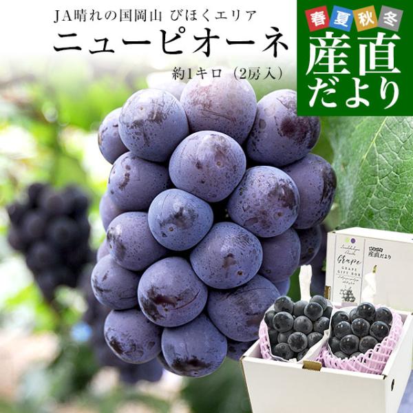 岡山県産 JA晴れの国岡山 びほくエリア ニューピオーネ 約1キロ(2房) 送料無料 ブドウ 葡萄 種なしぶどう ※クール便