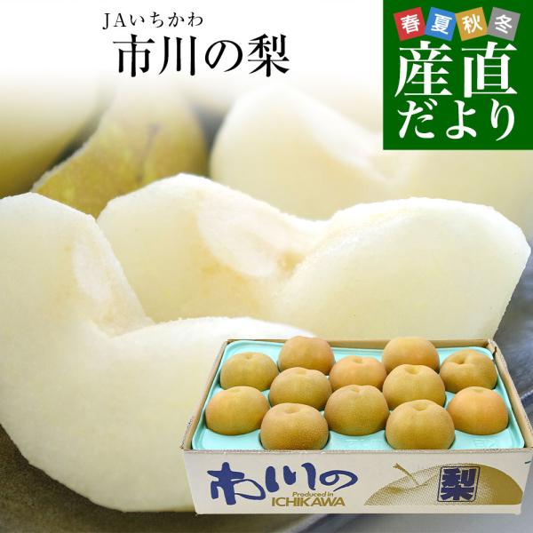 千葉県産 JAいちかわ 市川の梨 (曽谷・下貝塚支部他) 優品以上 大玉 約5キロ(10玉から14玉) 送料無料 梨 なし ナシ 豊水 ほうすい あきづき