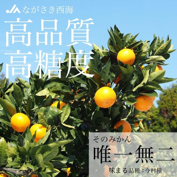 送料無料 長崎県産 ｊａながさき西海 西海みかん 味まる Mサイズ5キロ 秀品 みかん 今村種 Buyee Buyee 日本の通販商品 オークションの代理入札 代理購入