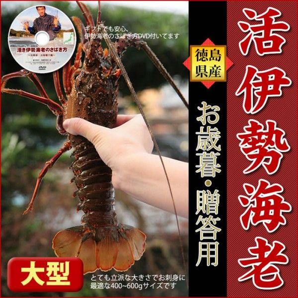 活伊勢海老 500g 1尾 徳島県産 21 コロナ応援 天然伊勢エビ 産地直送 宅配便送料無料 お祝い 長寿祝い ギフト E500 01 ありがとうわくわくの阿波の産直便 通販 Yahoo ショッピング