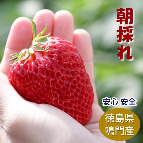 紅 いちごの人気商品 通販 価格比較 価格 Com